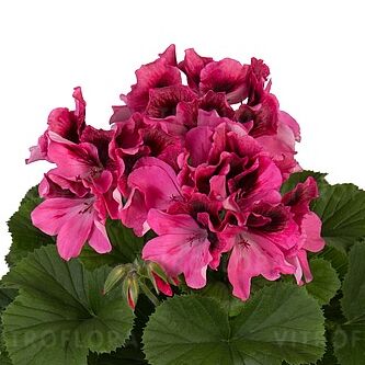 Regalia Pink