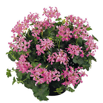 Ville de Paris Lilac
