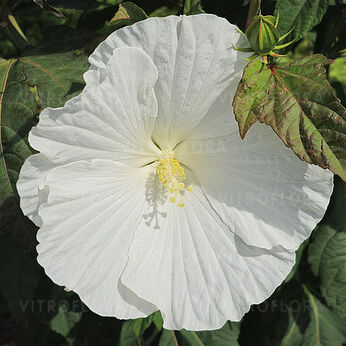 White Angel