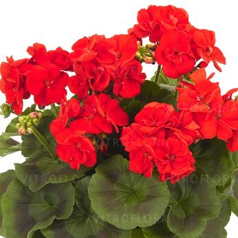 Survivor Bright Red
