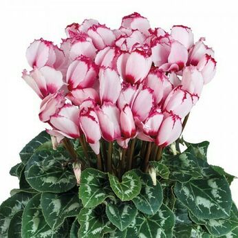 Halios Victoria 50 Rose a Oeil 2720
