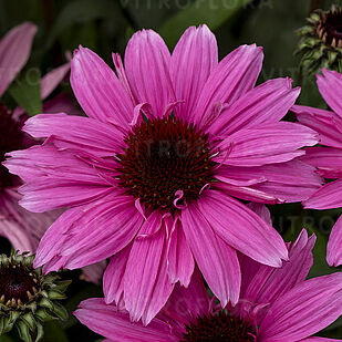 Sunmagic Vintage Hot Pink