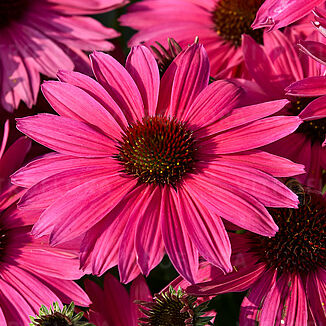 Pearl™ Magenta Imp.