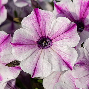 ColourCloud Starry Magenta