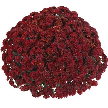 Volley Red