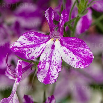 Rift Purple