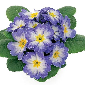 Hethor Blue Flame - mid