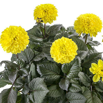 Labella® Maggiore Fun Chocolate Yellow