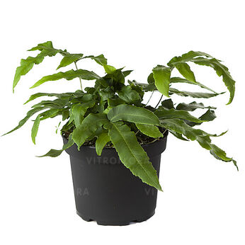 Dryopteris sieboldii