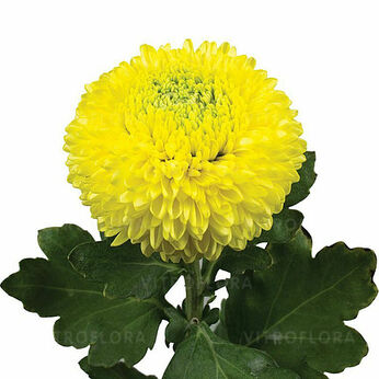 Boris Becker Sunny (Yellow)