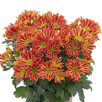 Artistic® Armin Red