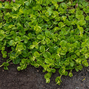 Lysimachia nummularia