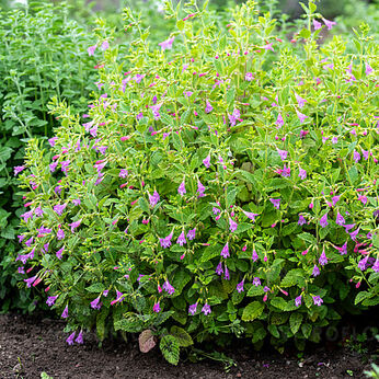 Calamintha grandiflora