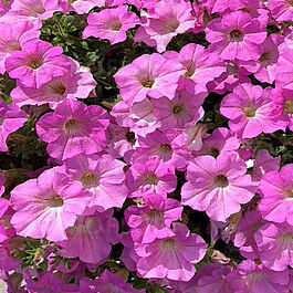 Surfinia Trailing Big Pink