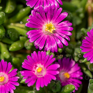 Jewel of Desert Amethyst