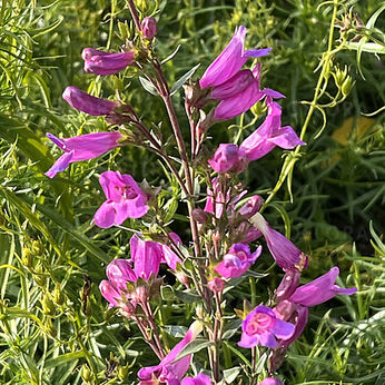 Catharine De la Mare Purple