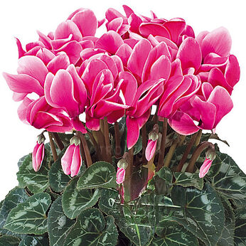 Halios Fuchsia Vif Evol. Exp.