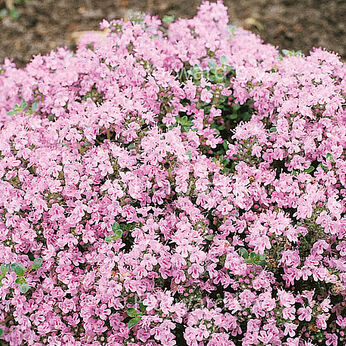 Pink Chintz