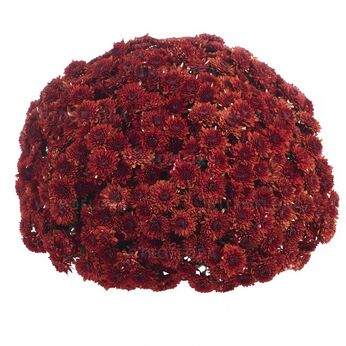 Avalon Red