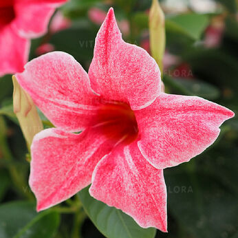 Sundaville® Classic Flamingo Pink