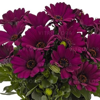 Margarita Purple