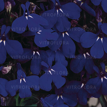Riviera Midnight Blue