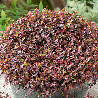 Purpurea