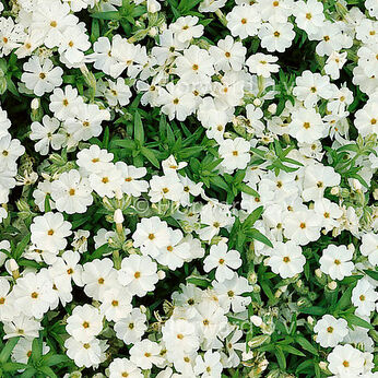 Maischnee