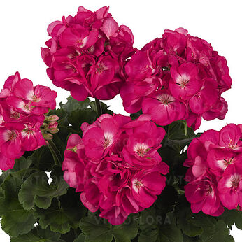 Green Idols™ Rose with Eye