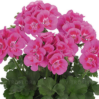 Santana Pink Splash