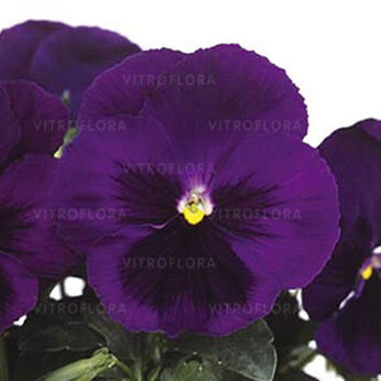 Jumbo Deep Blue Blotch