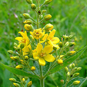 Lysimachia vulgaris