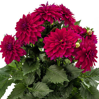 Labella® Maggiore Purple