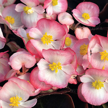 Ambassador Rose Bicolor