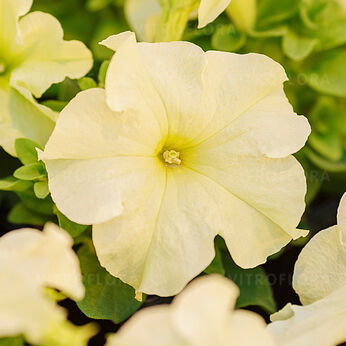 Limbo Yellow Lime (Lupo)