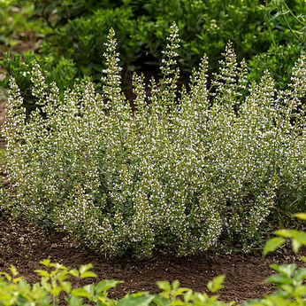 Calamintha nepeta ssp. nepeta