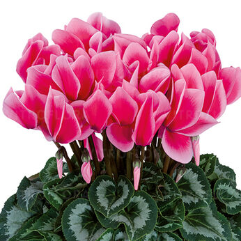 Halios Litchi Fuchsia 2064 (Rose)
