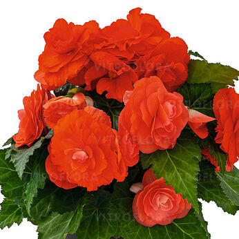 Joy Orange