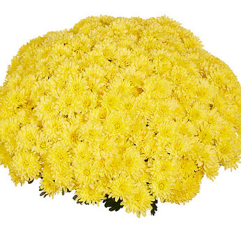 Homerun Yellow Imp.