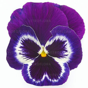 Inspire® Plus Violet Face