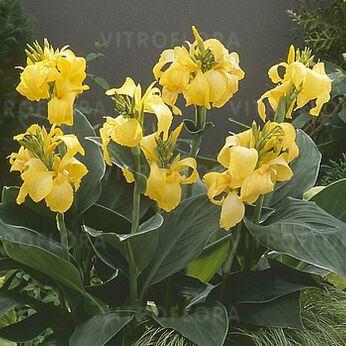 Cannova Yellow