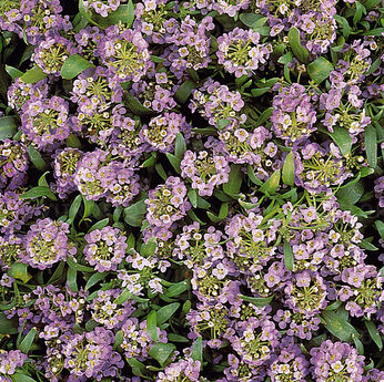 Easter Bonnet Lavender