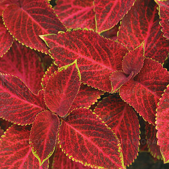 Wizard Velvet Red
