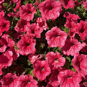 Surfinia Trailing Hot Pink Cherry