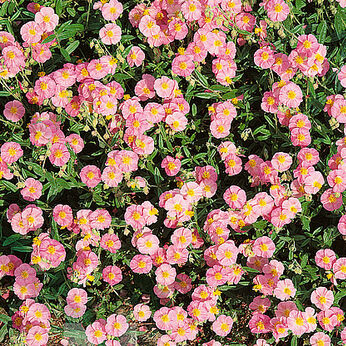 Lawrenson's Pink