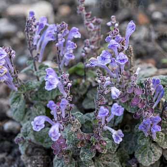 Scutellaria indica var. parvifolia