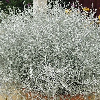 Calocephalus