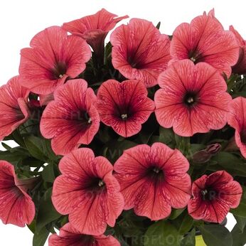 Potunia™ Coral