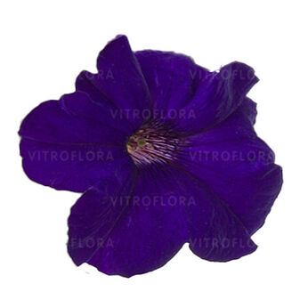 Tea Blue