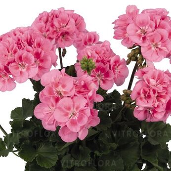 Savannah™ Pink